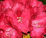 Rhododendron 8T84D-24